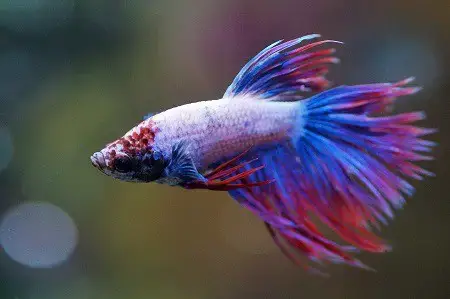 Why do my betta fish keep dying