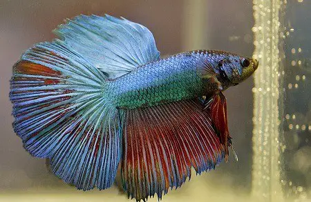 How long can Betta fish go without food