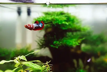 healthy and colorful betta fish