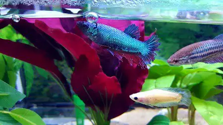 keeping male and female bettas together