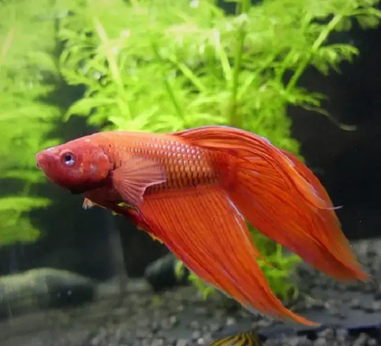How Often Should You Feed A Betta Fish? How Much? | Fish ...