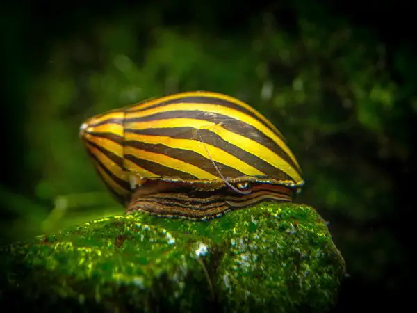 Zebra snails