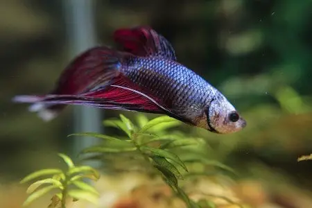 How To Set Up Your First Betta Fish Tank