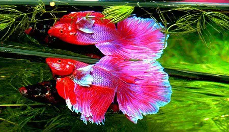 Can Betta Fish Live with Goldfish