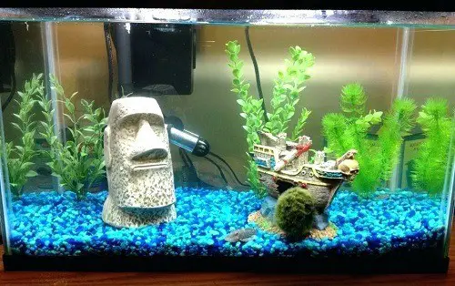 Best Toys and Decoration Ideas for Betta Fish