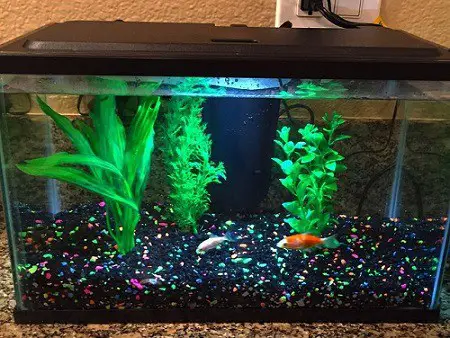 how to clean fish tank gravel