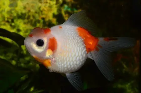 do goldfish need a filter