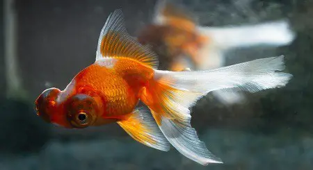 how to tell if your goldfish is male or female
