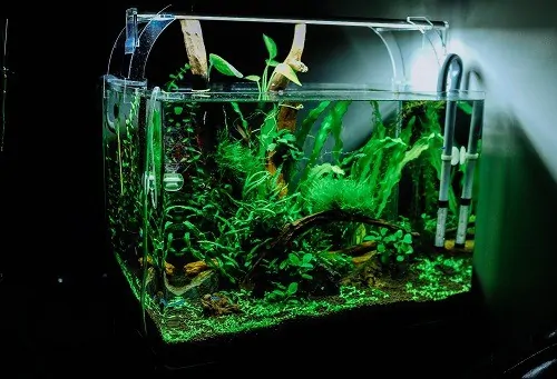 best 10 gallon fish tanks