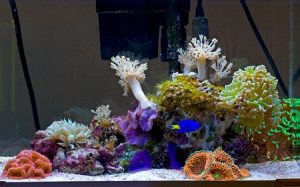 How to Clean Brown Algae off Aquarium Decorations - How To Clean Brown Algae Off Aquarium Decorations 300x187