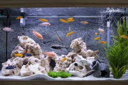 best 55 gallon fish tanks