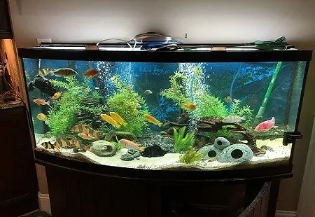 best 40 gallon fish tanks