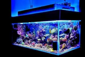 The 7 Best Aquarium Bacteria Starter in 2022 (Reviews & Buying Guide