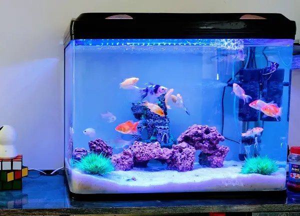 how to set up a 2.5 gallon tank
