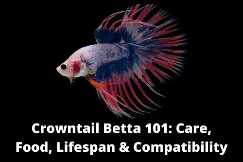 Crowntail Betta Care, Food, Lifespan & Compatibility