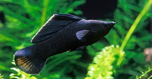 black molly fish
