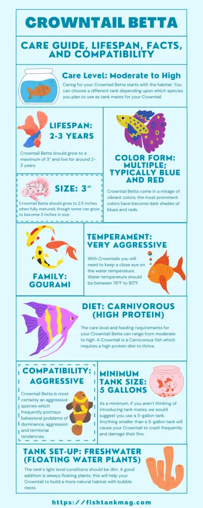 crowntail betta care, food, lifespan, tank size