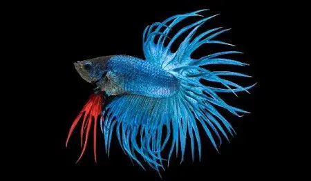 crowntail betta personality