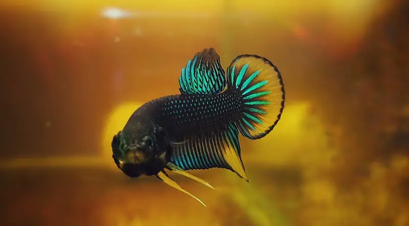 Can Betta Fish Become Paralyzed
