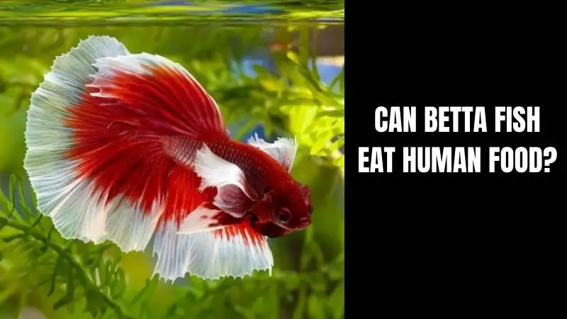 Can Betta Fish Eat Human Food