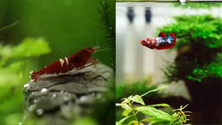 Can Betta Fish Live with Algae Eaters