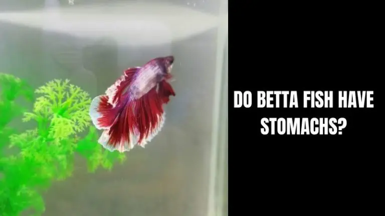 Do Betta Fish Have Stomachs