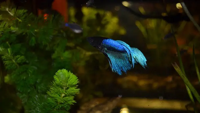 can betta fish have epilepsy