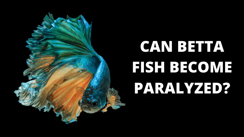 Can Betta Fish Become Paralyzed?