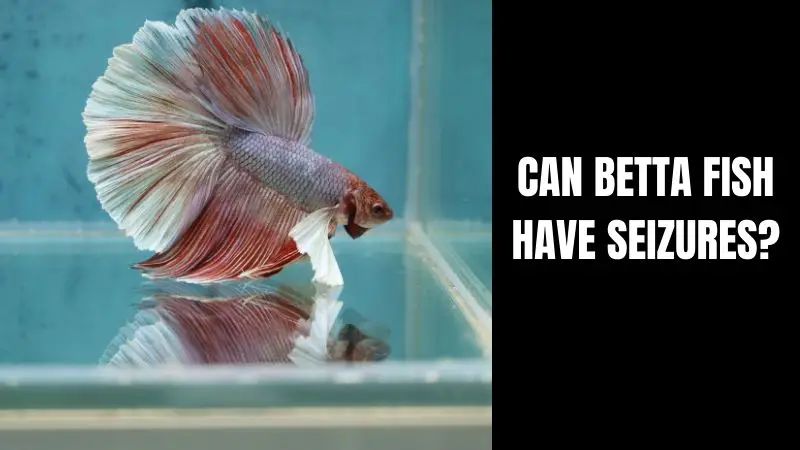 Can Betta Fish Have Seizures?