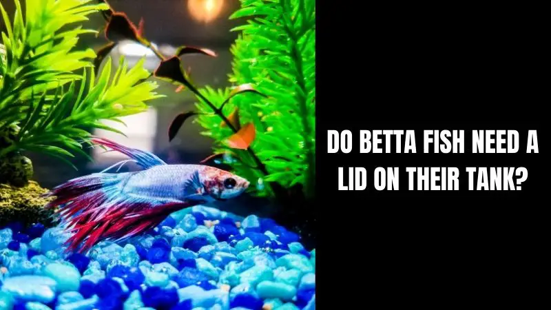 Do Betta Fish Need a Lid on Their Tank