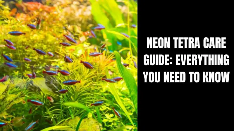 Neon Tetra Care Guide