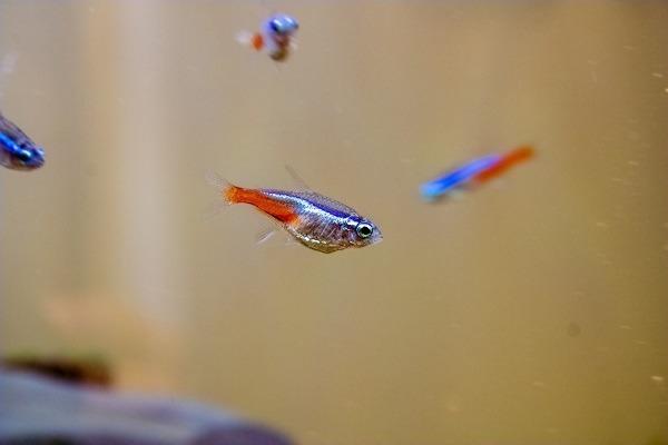how to care for neon tetra