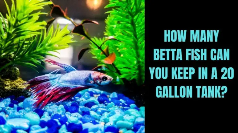 How Many Betta Fish in a 20 Gallon Tank